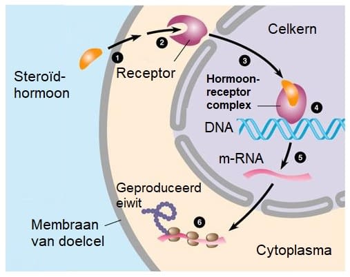 Testosteron invloed op seks 